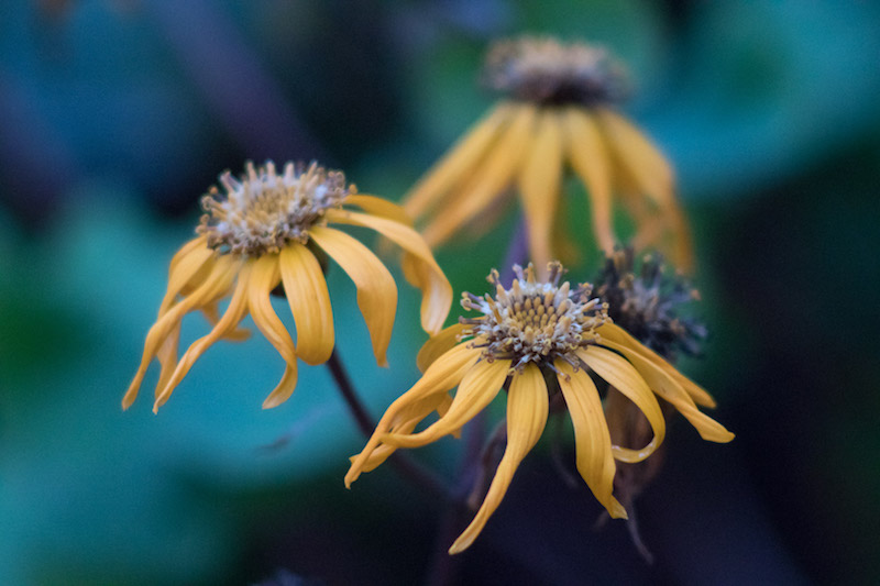 Autumnal flowers
